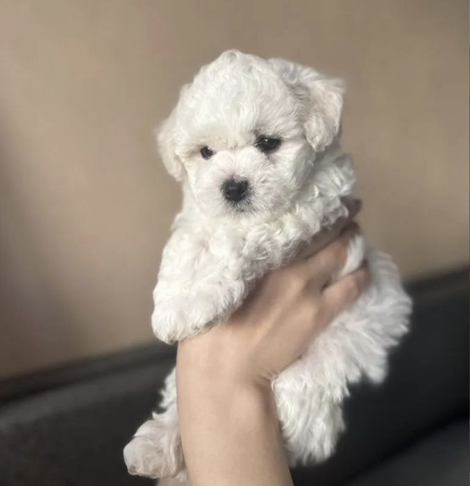 Клёвые Бишон Фризе