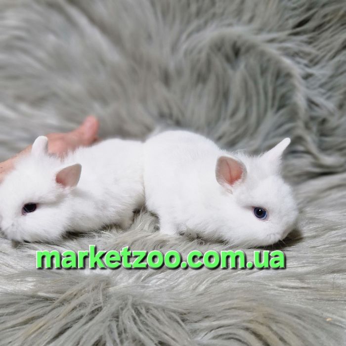Міні кролики породи Lionhead білого окрасу! Карликовые кролики