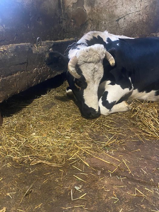 Продам гарну дійну корову