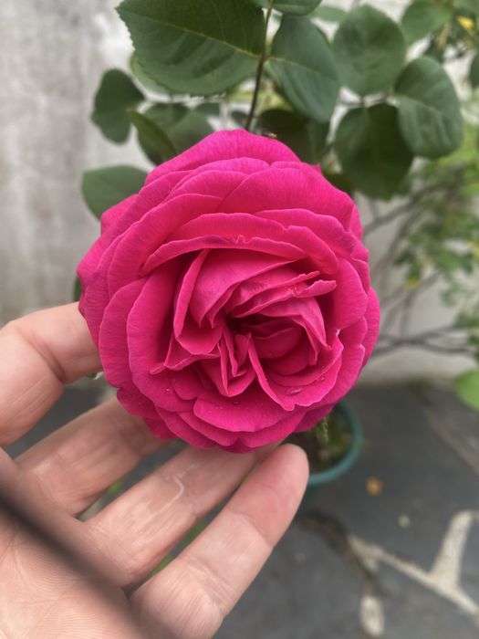 Planta Roseira de alexandria perfumadas