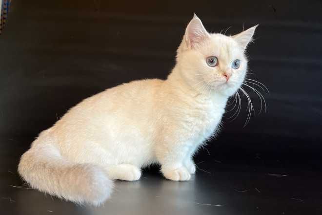 Кошенята породи манчкін, з коротенькими ніжками, великий вибір.