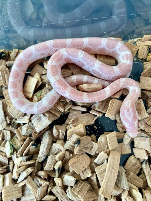 Wąż zbożowy - Micro-Scaleless Snow