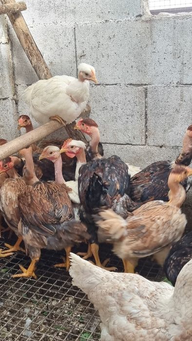 Trio branca portuguesa