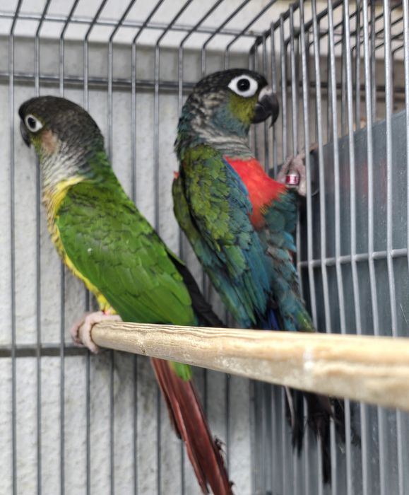 Pyrrhuras lindíssima