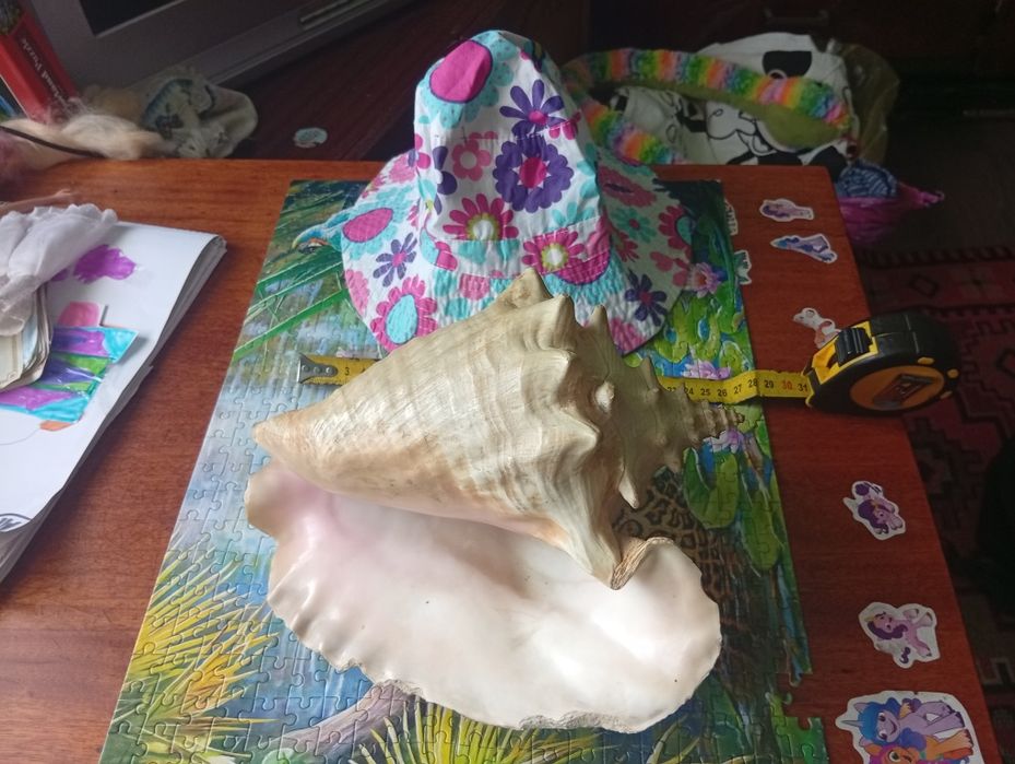 Екзотична ракушка