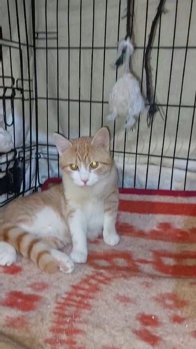 Отдам рыжего котенка, мальчик, 6 месяцев, кастрирован