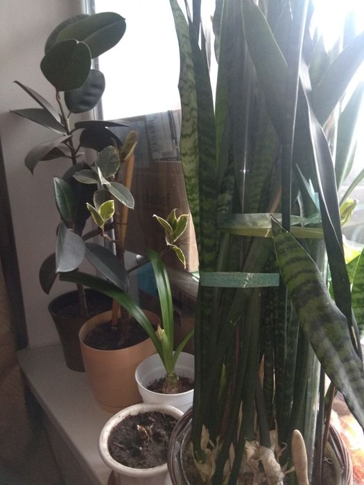 Продам  комнатные цветы