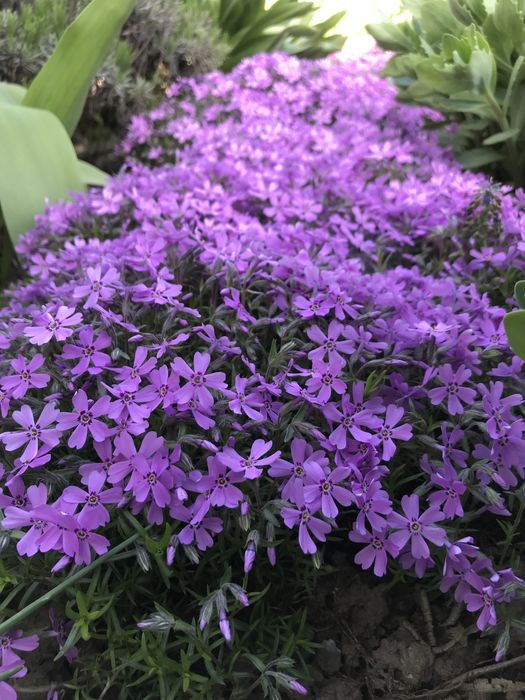 Флокс шиловидний