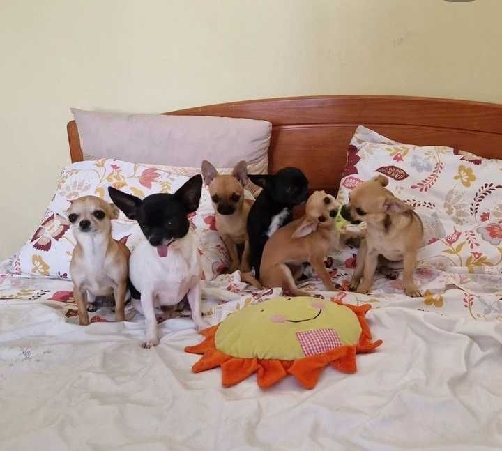 TERAPIA ASSISTIDA POR ANIMAIS  UM AMIGO QUE FAZ A DIFERENÇA