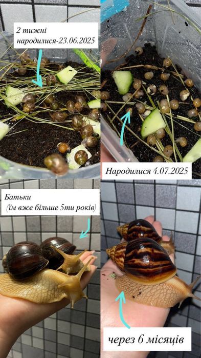 Продам Ахатин Іммакулята