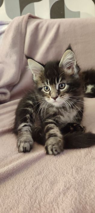 Кошенята породи Мейн-кун