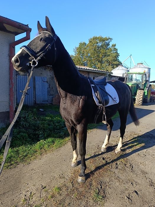 Czarująca malowana klacz wielkopolska z licencją