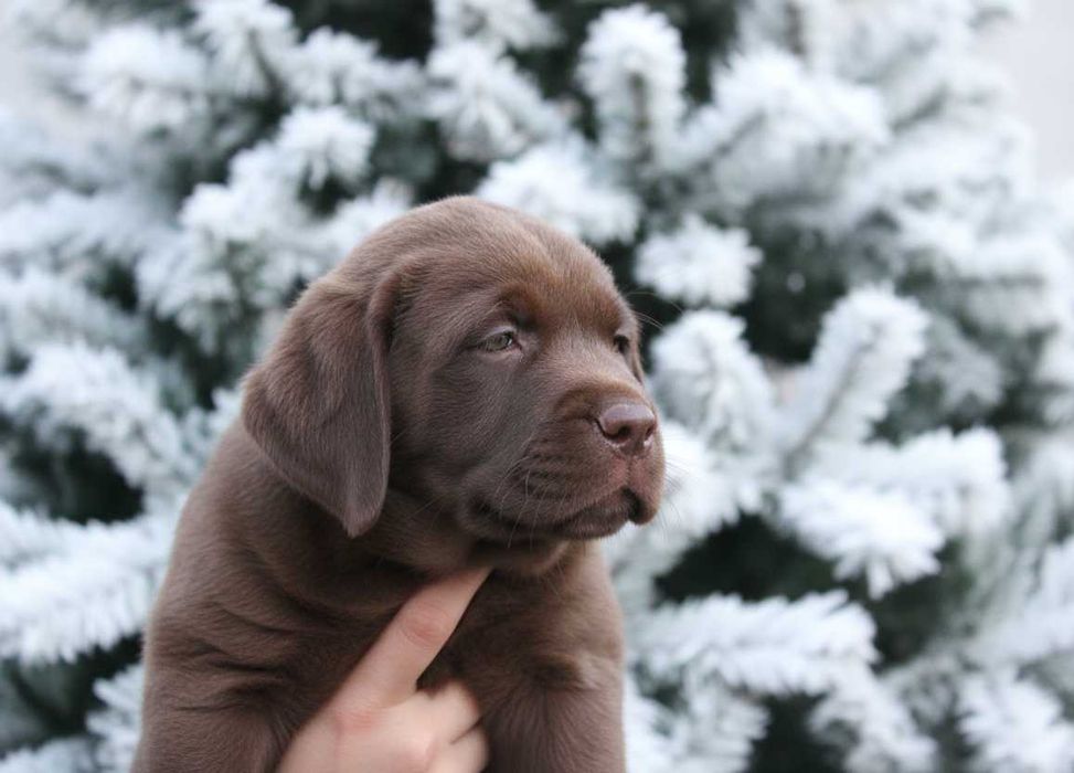 Шоколадні лабрадори з документами КСУ-FCI