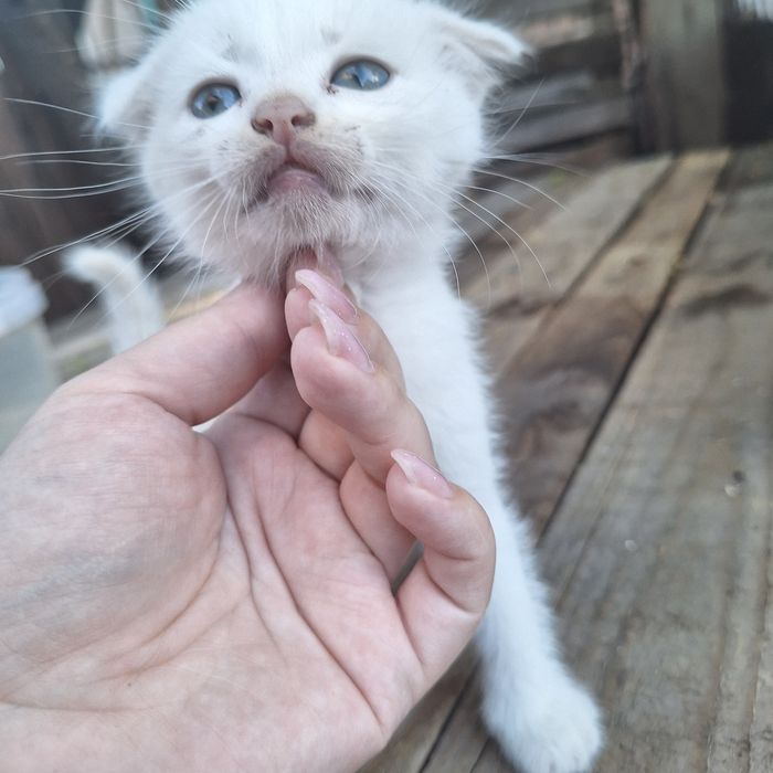 Кошенята шотландца