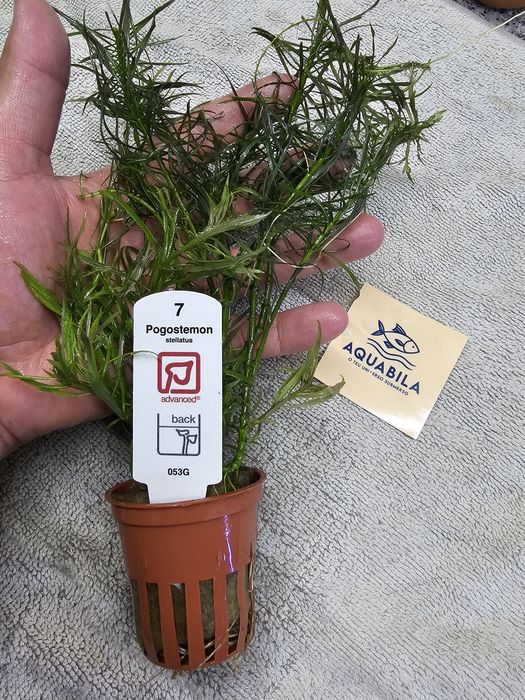 Anubias echinodouros entre outras plantas para aquário