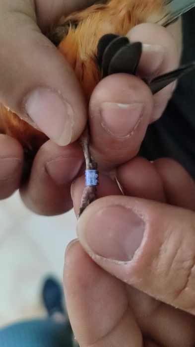 Canária bronze (anilha de creador )