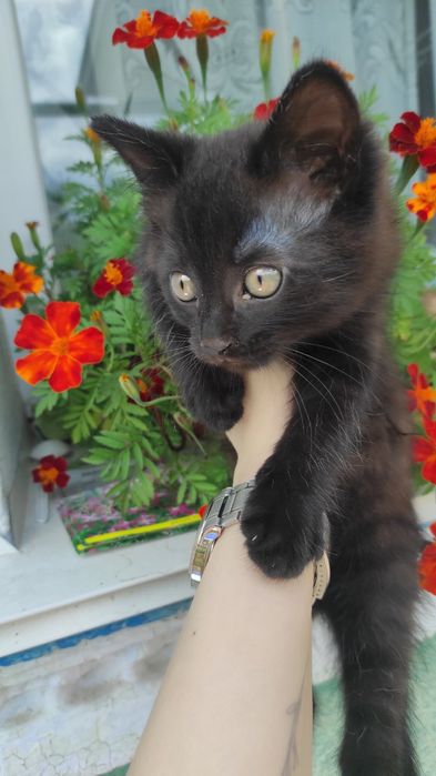 Котик безкоштовно