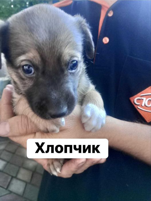 Цуценята безкоштовно