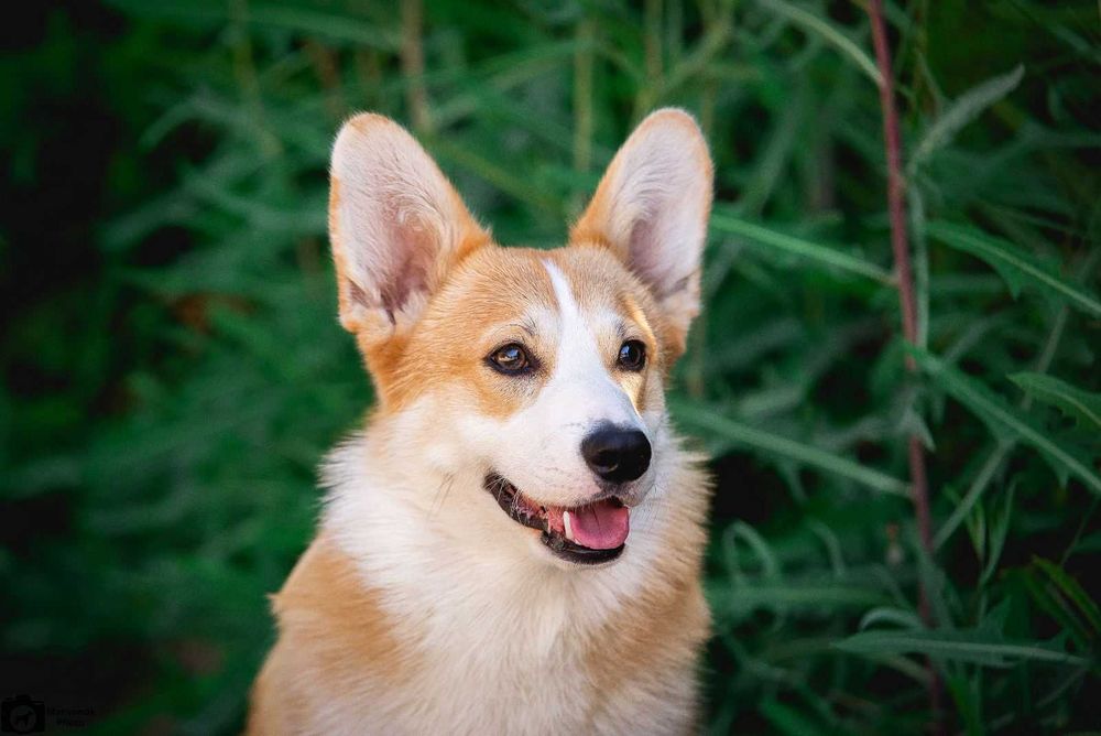Кобель вельш корги пемброк, тестирован . Закрыл интерчемпиона.