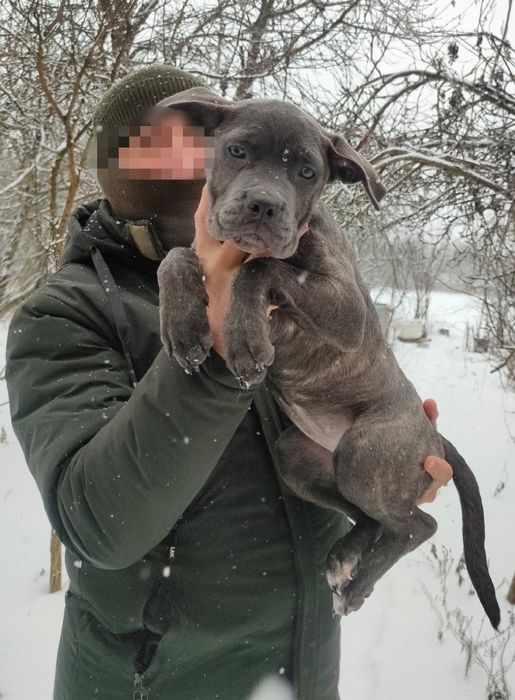 Продам кане корсо.чистокровні.