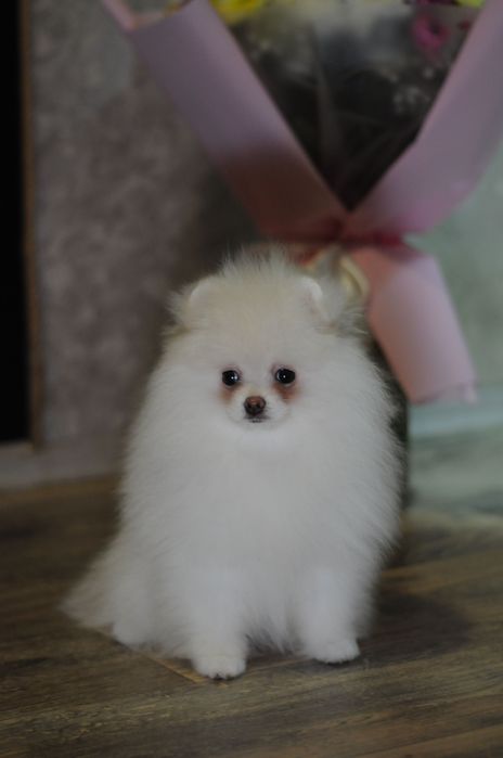 Крутезні ТОП ведмежата