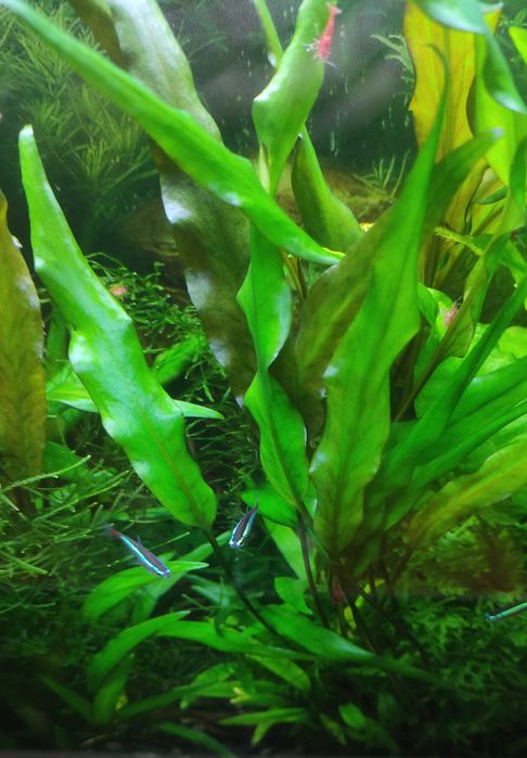Plantas Aquario Feto Java Windelov