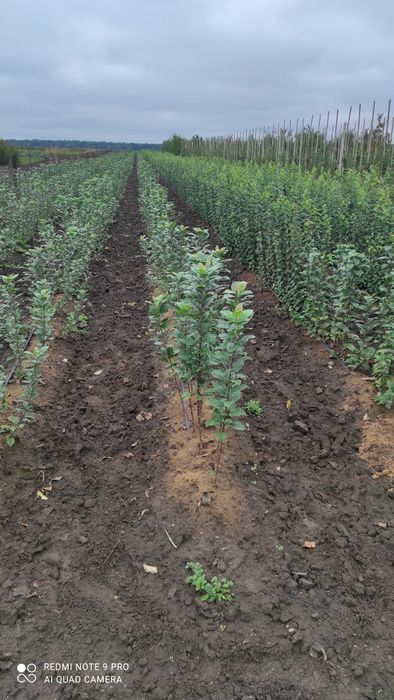 Продам підщепу Q-Eline , BA-29, М-9, 54-118