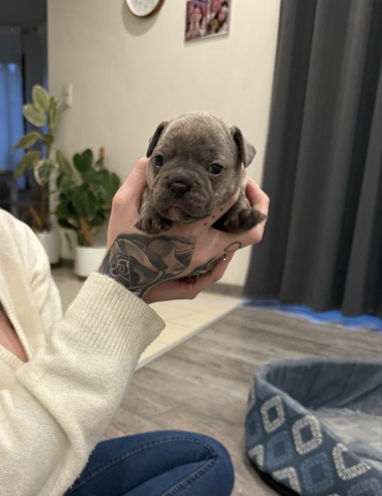 buldog francuski  rezerwacja