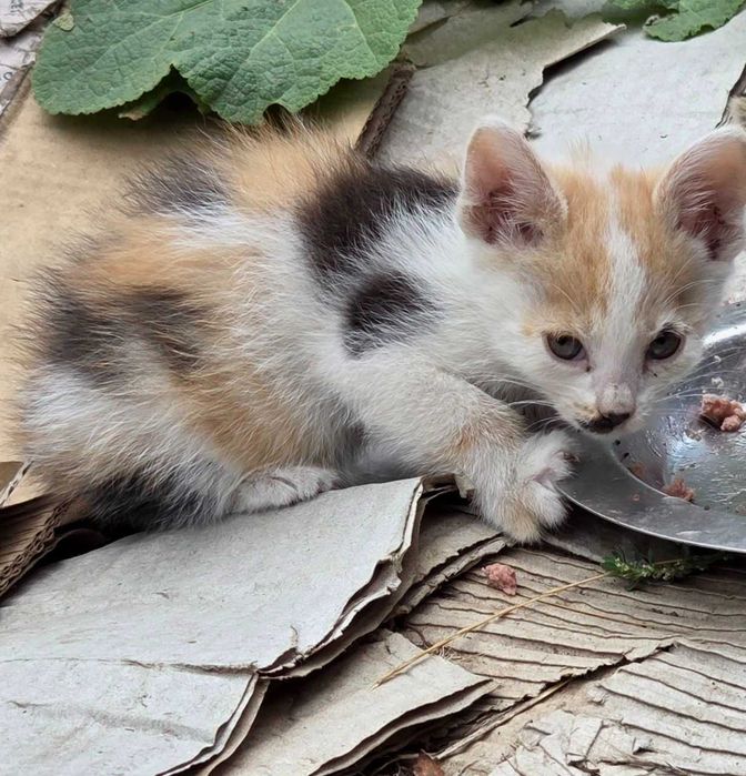 КОШЕНЯ Віддам в родину