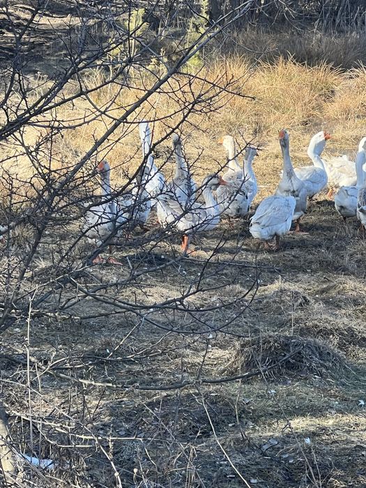 Продам инкубационно яйцо и гусаков  холмогоров