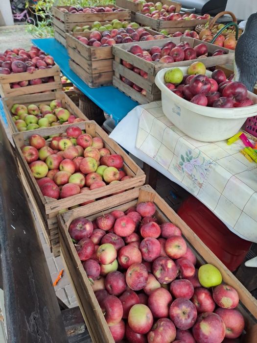 Jabłka bio naturalne ekologiczne bez oprysków