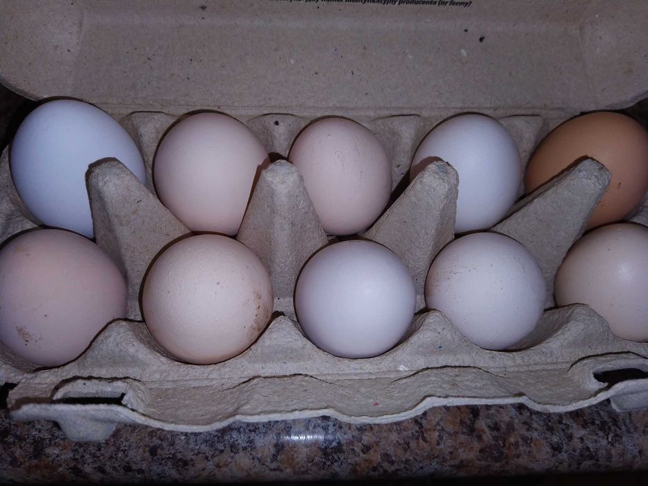 Jajka wiejskie po 1,50