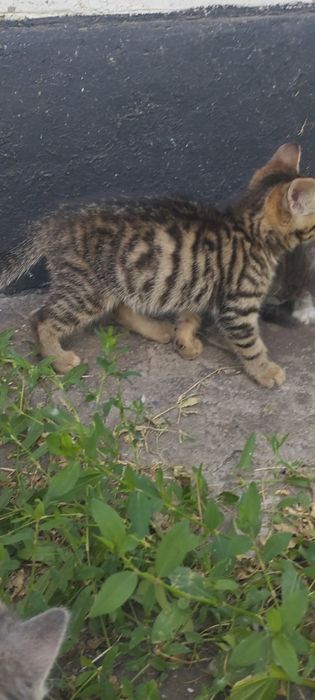 Кошенята безкоштовно