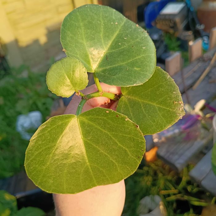 cissus rotundifolia, cukrowy