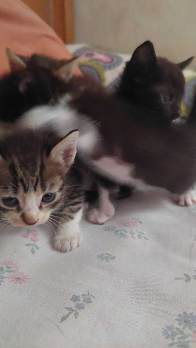 Gatinhos para adoção responsável