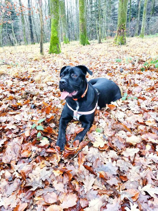 Цуценята кане-корсо