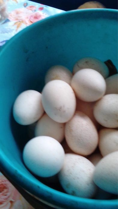Продам  Інкубаційні Яйця індичі