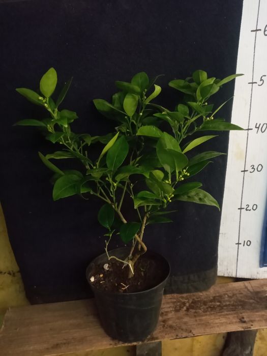 На подарунок, всі з бутонами