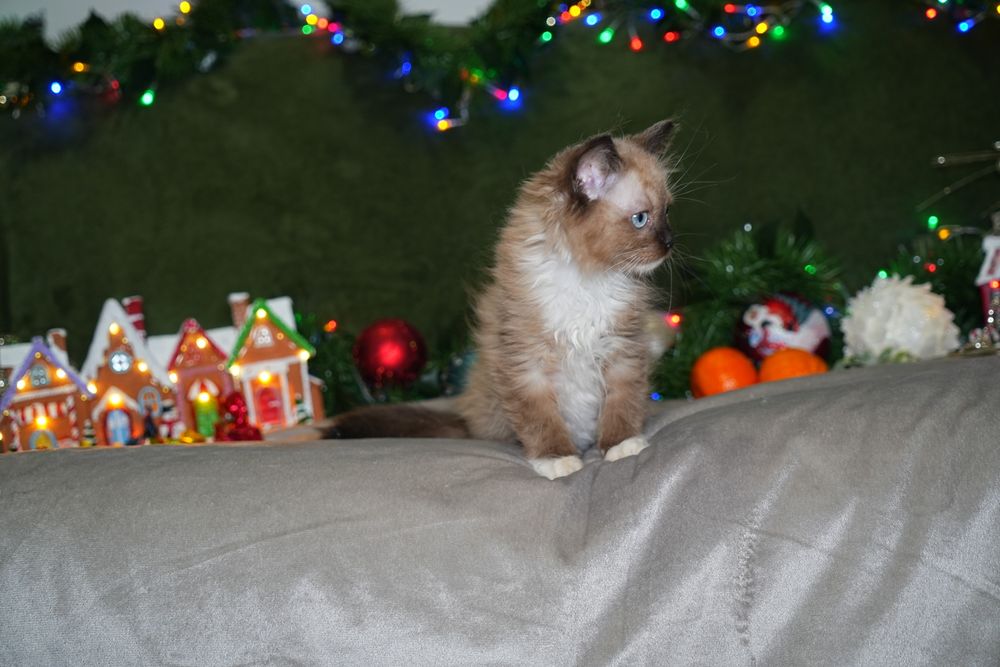 Kotka mink ragdoll/cherubim wykastrowana, do odbioru