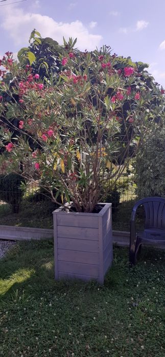 Sprzedam oleander 3sztuki