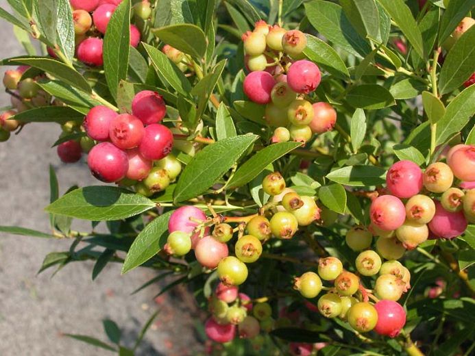 Planta MIRTILO VERMELHO - Mais doce - Em produção Apenas envios