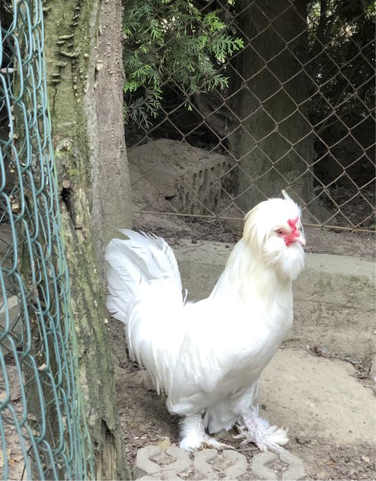 Jaja legowe od kur ozdobnych Brakle , forwerki ….