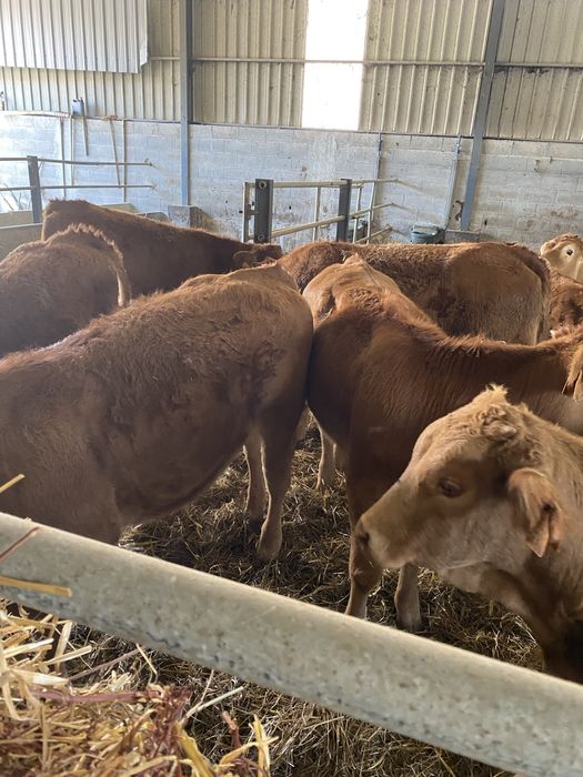 Lote de Vitelas cx de limousines