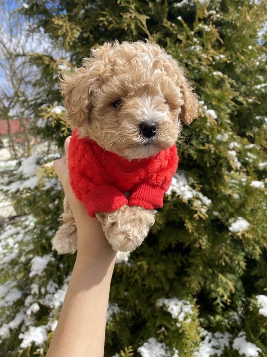 Міні карамельки мальтипу