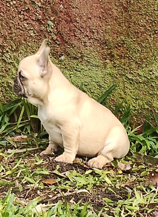 Bulldog Francês Lilac