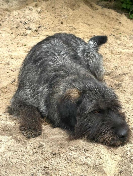 wyżeł niemiecki mix elvis aktualne