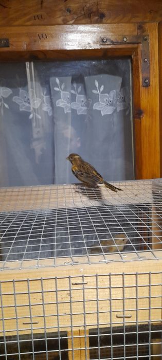 sprzedam młode kanarki