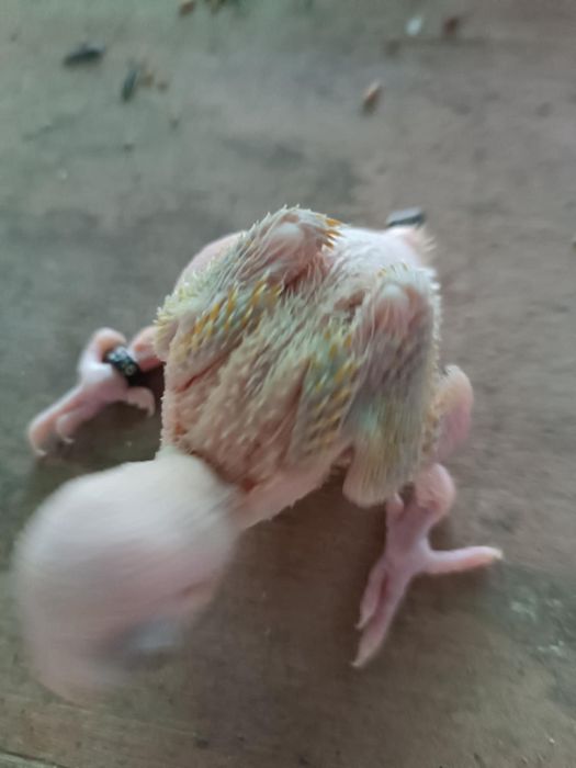 Ring necks, ecletus, marianinhas,