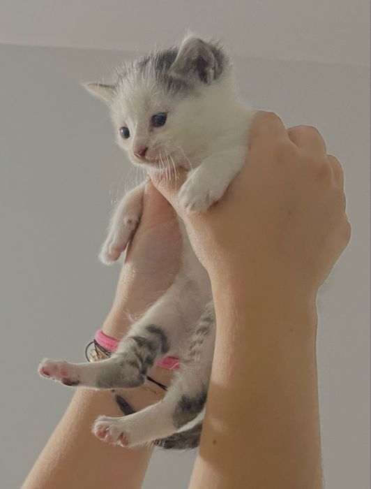 adoção gatinho bebé