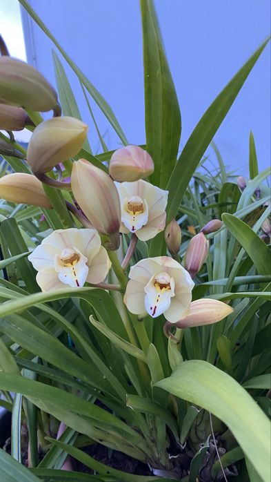 Orquideas de exterior